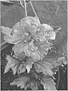 Hibiscus%20syriacus%20%27Summer%20Festival%27