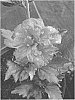 Hibiscus%20syriacus%20%27Summer%20Festival%27