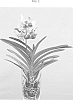 Vanda%20Jones%20ex%20R.%20Br..%20%27SPCDW1514%27