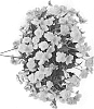 Begonia%20tuberhybrida%20%27KERBESPICIT%27