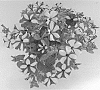 Petunia%20hybrida%20%27KLEPH16332%27
