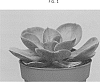 Echeveria%20hybrid%20%27AMIECH1604%27