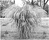 Panicum%20hybrid%20%27Bad%20Hair%20Day%27