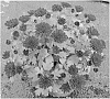 Chrysanthemum%20plant%20named%20%27Fichryevenpur%27
