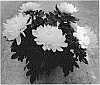 Chrysanthemum%20plant%20named%20%27Fichrycoswhi%27