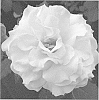 Rosa%20L.%20%27RNF%20Yellow%2001%27