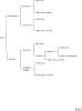 Carya%20illinoinensis%20%27Whiddon%27