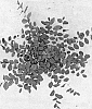 Loropetalum%20chinense%20%27Gekkou%27