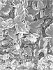 Ceanothus%20griseus%20%27MATCEA01%27