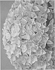 Hydrangea%20macrophylla%20%27Strabru%27
