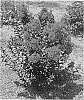 Lagerstroemia%20hybrid%20%27PIILAG-IX%27