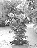 Hibiscus%20syriacus%20%27Summer%20Night%27