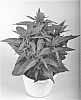 Celosia%20argentea%20%27Spitenz%20Lipstick%27