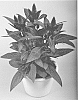 Celosia%20argentea%20%27Spitenz%20Dark%27