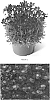 Saxifraga%20x%20arendsii%20%27SAXZ0014%27