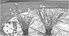 Dietes%20bicolor%20%27DI2%27