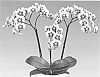 Phalaenopsis%20hybrida%20%27Malibu%20Baby%27