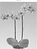 Phalaenopsis%20hybrida%20%27Freestyler%27