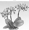 Phalaenopsis%20hybrida%20%27Girltalk%27