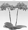 Phalaenopsis%20hybrida%20%27Kissy%20Lips%27