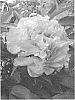 Paeonia%20lactiflora%20x%20P.%20lutea%20%27RTPIV791-09%27