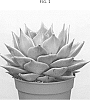 Echeveria%20agavoides%20%27AMIECH1618%27