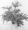 Philodendron%20selloum%20%27PHM1%27