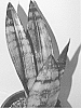Sansevieria%20trifasciata%20%27FROZEN%27