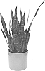 Sansevieria%20trifasciata%20%27BLACK%20PRINCESS%20SANDY%27