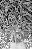 Agapanthus%20africanus%20%27BNA01%27