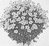 Bidens%20ferulifolia%20%27DBIDGOLDEM%27