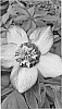 Helleborus%20hybrida%20%27MONOBYRN1%27