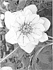 Helleborus%20hybrida%20%27MONOBYRN2%27