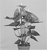 Anthurium%20plant%20named%20%27ARAANTRED5%27