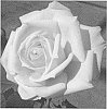 Rosa%20L.%20%27RNF%20Cream%2001%27
