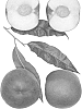 Prunus%20persica%20%27Snow%20Belle%27