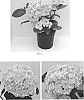 Hydrangea%20macrophylla%20%27Kaho%27