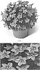Saxifraga%20x%20arendsii%20%27SAXZ0015%27