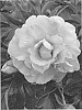 Paeonia%20lactiflora%20x%20P.%20lutea%20%27RTPIV791-01%27