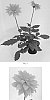 Dahlia%20variabilis%20%27Baldenink%27