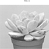 Echeveria%20lilacina%20x%20Pachyphytum%20oviferum%20%27Asante%20Sana%27
