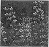 Baptisia%20plant%20named%20%27Lavender%20Stardust%27