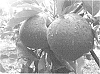 Malus%20domestica%20Borkh.%20%27BIGBUCKS%27