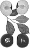 Interspecific%20Prunus%20species%20%27Flavor%20Mist%27