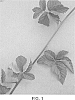 Rubus%20subg.%20Rubus%20Watson.%20%27Columbia%20Sunrise%27