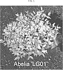 Abelia%20x%20grandiflora%20hybrid%20%27LG01%27