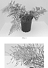 Grevillea%20hybrid%20%27Spirit%20of%20ANZAC%27