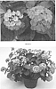 Lantana%20camara%20L.%20%27LANZ0013%27