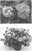 Lantana%20camara%20L.%20%27LANZ0013%27