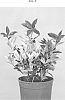 Euonymus%20japonicus%20%27EUJACODEK%27